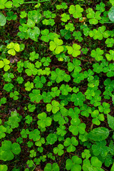 Top view on green shamrocks. Wood sorrel (Oxalis acetosella) closeup. Water droplets on leaves after rain.