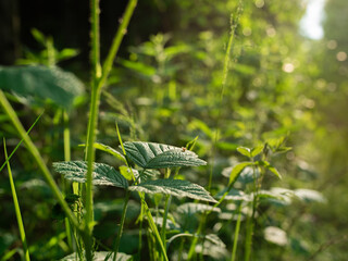 Liście o zachodzie słońca © Zentofoto