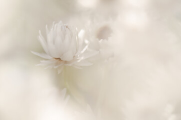 Abstract photography, white flower bud. Background with a dreamy look. Backdrop for montage or greeting cards, copy space with place for text, lettering. Soft focus photography.
