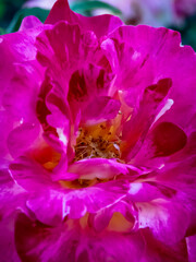 close up of pink flower