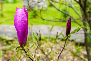 Inflorescence on a tree of liliflora magnolia on a background of a green garden