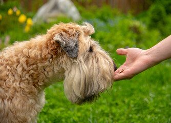 Photo of a dog, an Irish wheat soft-coated Terrier, receiving a reward for completing a command.