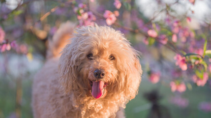Apricot poodle with pink and purple peach tree flowers 