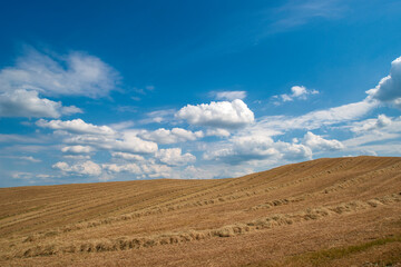 Fototapeta na wymiar Wheat hill of the Tuscany countryside 