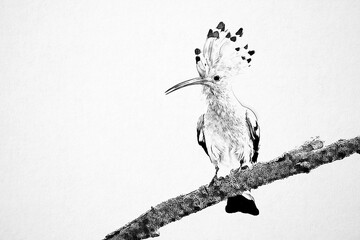 Eurasian hoopoe ( Upupa epops ) sketch © Piotr Krzeslak