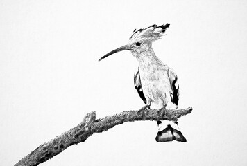 Eurasian hoopoe ( Upupa epops ) sketch © Piotr Krzeslak