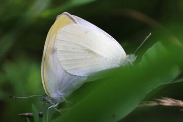 モンシロチョウの交尾