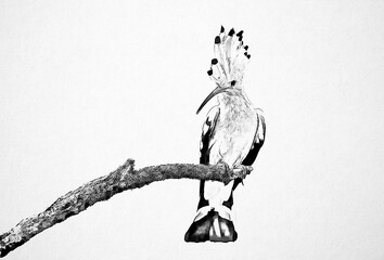 Eurasian hoopoe ( Upupa epops ) sketch © Piotr Krzeslak