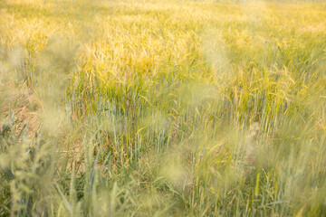 Kornfeld - reifes Weizenfeld mit goldenen Ähren