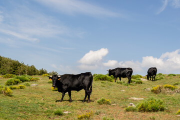 black cows on the mountain with a blue sky in the background
