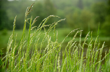 Soft selective focus. Green grass with drops of morning dew on a blurred background as a backdrop. Copy space for text, design.