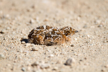 Chick of the Namaqua Sandgrouse freeze in position relying on cryptic colouring to escape detection