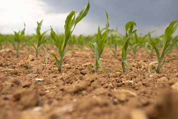 Maisfeld mit jungen Pflanzen