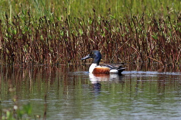 Anas clypeata. The male Northern Shoveler in early summer in the Arctic