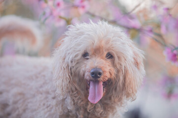 Apricot poodle with pink and purple peach tree flowers 
