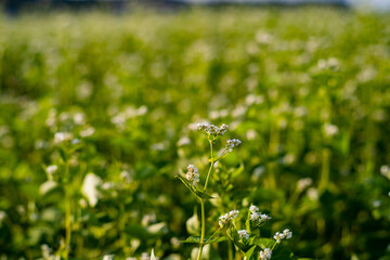 蕎麦の花
