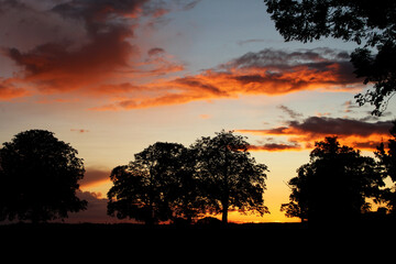 sunset in the forest