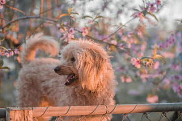 Apricot poodle with pink and purple peach tree flowers 