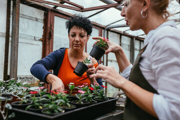 women working in flower nursery.small family business concept