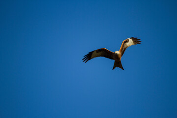 vulture in flight
