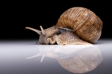 grape snail with reflection on a dark background
