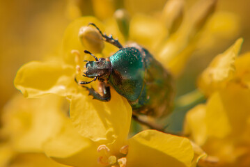 beetle on flower