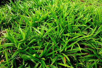 Panda n trees garden, plant area for Panda n leaf, ingredient plant in Thai kitchen for good smelling. Panda n wallpaper background.