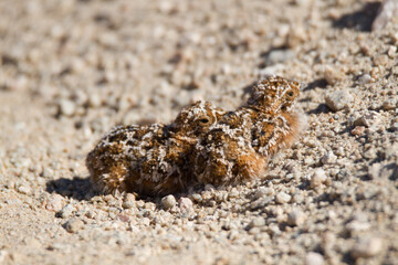 Chick of the Namaqua Sandgrouse freeze in position relying on cryptic colouring to escape detection