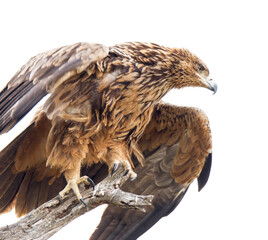 Tawny Eagle spreads its wings prior to take off in Kruger Park