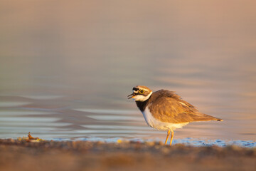 The Sandpiper