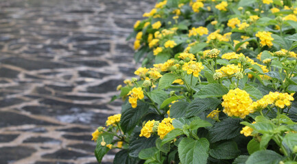 Yellow flowers in the park