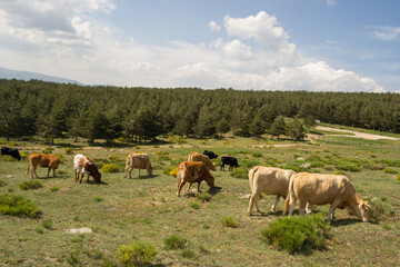 cows on the mountain with pine trees in the background