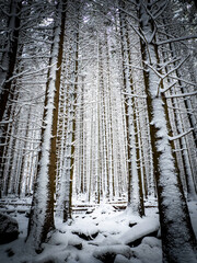 Fototapeta premium Snowy forest in the Harz Germany