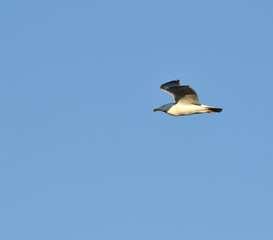 seagull in flight