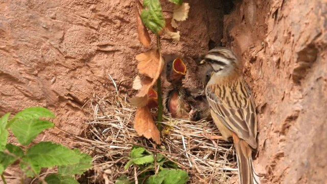 Zippammer (Emberiza cia)