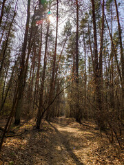 Obraz premium dirt road in a pine forest