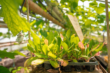 seedlings of farm plants in a greenhouse on an organic farm