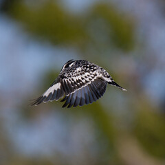 Hovering Pied Kingfisher prior to diving for fish in Kruger Park
