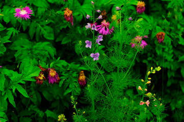 multi-colored wildflowers