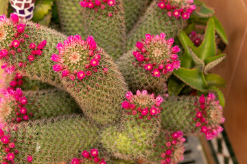 Cactus empezando a florecer 