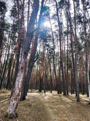 dirt road in a pine forest