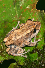 Tropical Frog, Rainforest, Napo River Basin, Amazonia, Ecuador, America, amphibia, amphibian,