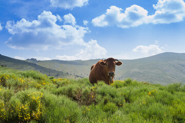 a cow with mountains in the background
