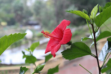 Red flower in a cloudy day
