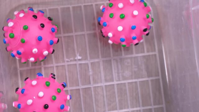 Pink rubber balls looking like coronavirus molecule are in transparent plastic box, close up. A man opens a box and takes out one toy.