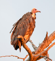 Hooded vulture on the morning sun, Kruger Park