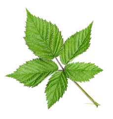 Blackberry leaf without shadow isolated
