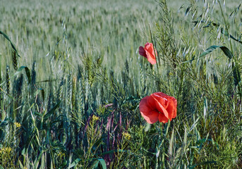 red poppy flowers on a background of green sleeping field of wheat and meadow grass on a summer sunny day