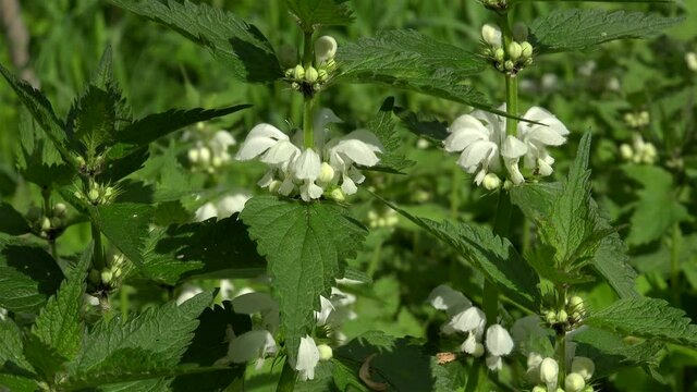 Flowers of White dead-nettle (Lamium album). Closeup.