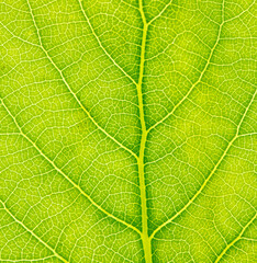 Green leaf with tree as abstract background.